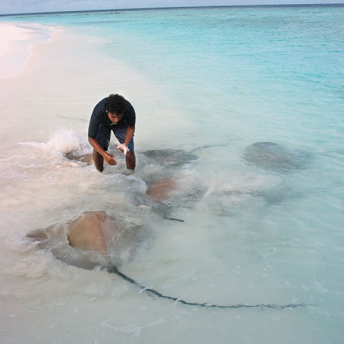 Sting Ray Feeding