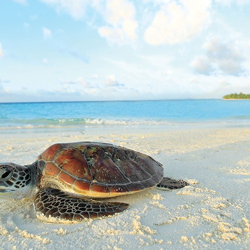 Marine Turtle