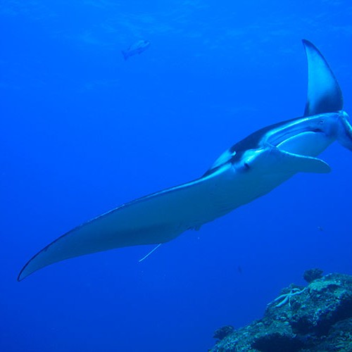 Manta Ray