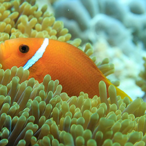 Blackfoot Anemone Fish