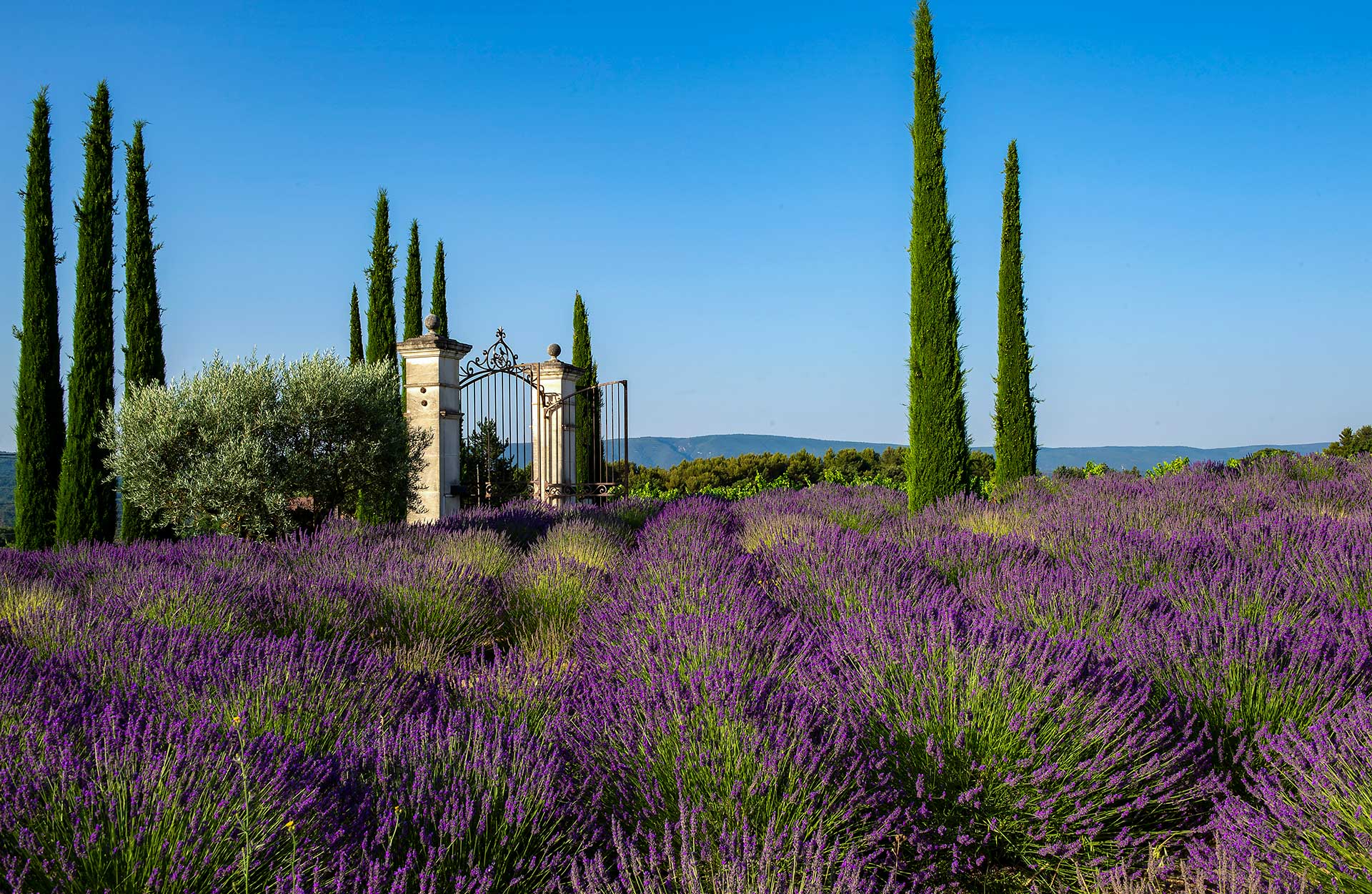 Coquillade Provence Village - det perfekta detinationsbröllopet